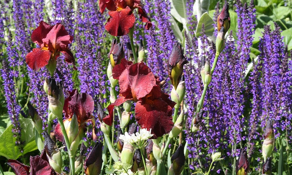 The Daily Telegraph Garden