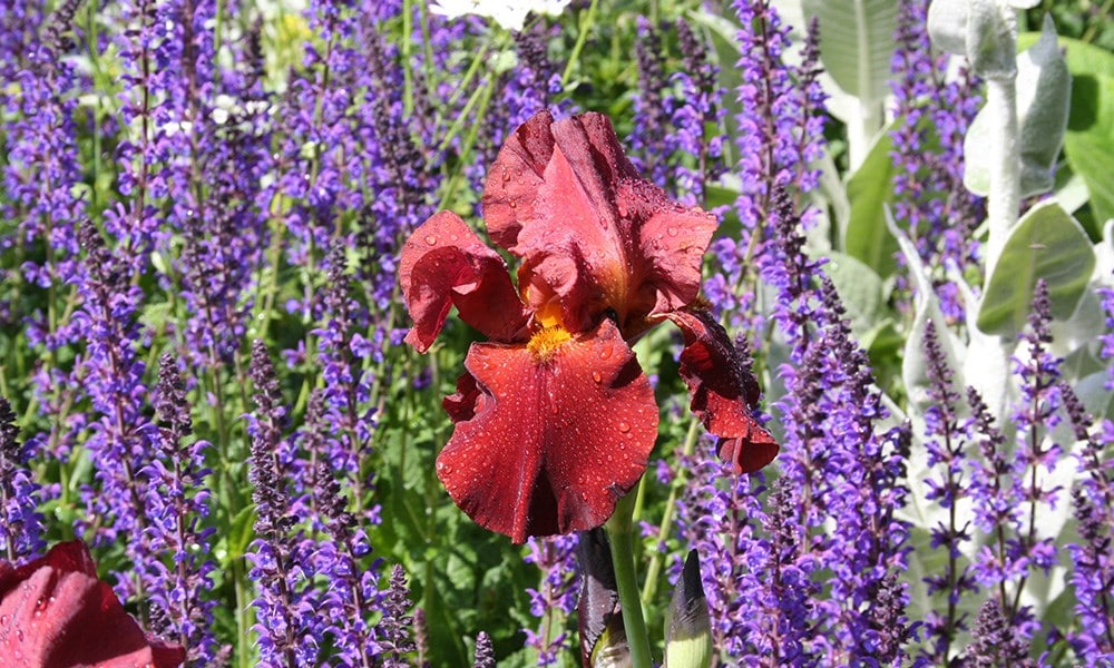 The Daily Telegraph Garden