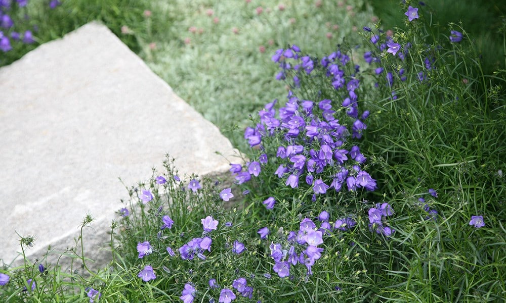 The Daily Telegraph Garden