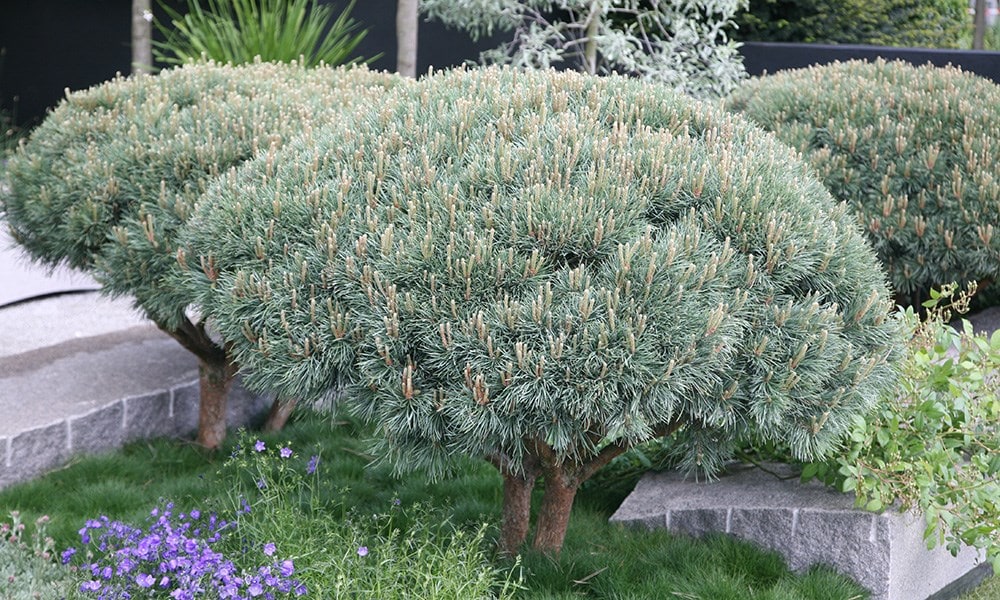 The Daily Telegraph Garden