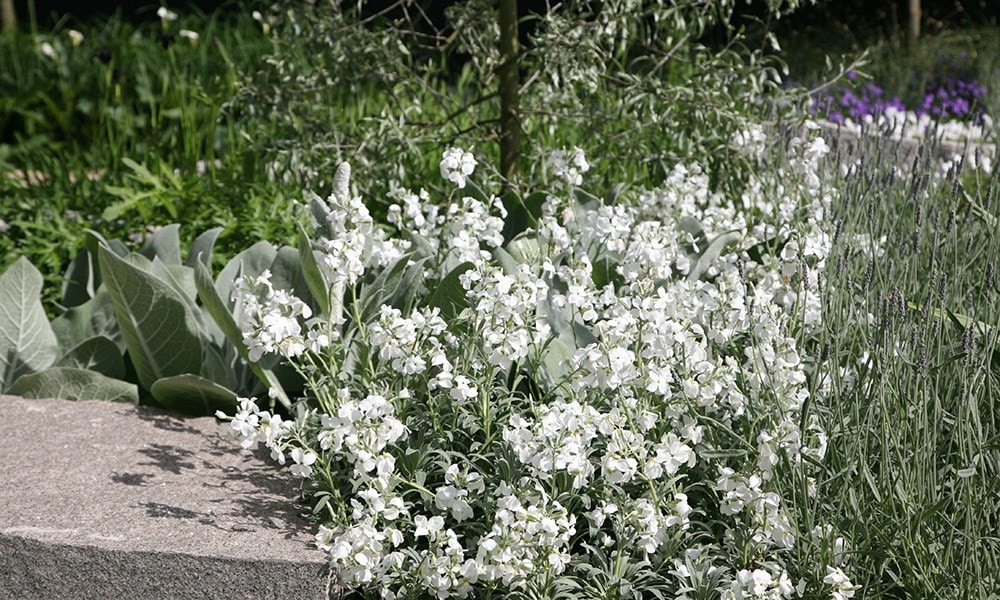 The Daily Telegraph Garden