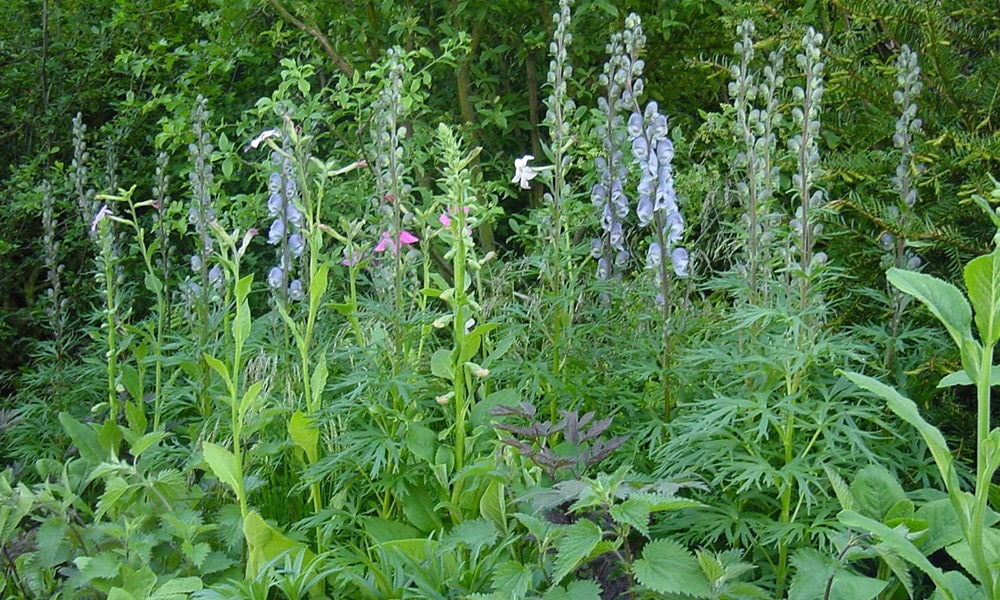 The Healing Garden