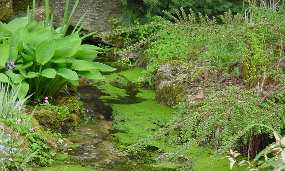 The Healing Garden