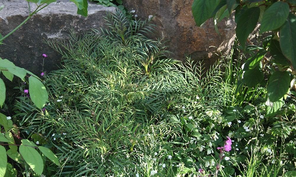 The Laurent-Perrier Garden