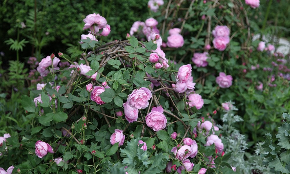 Laurent-Perrier Garden