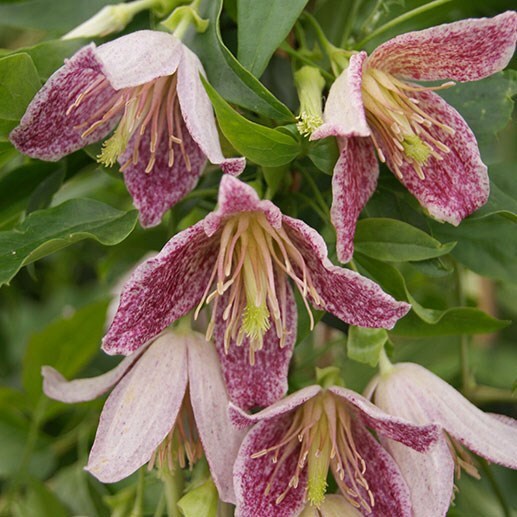 Plant profile Christmas