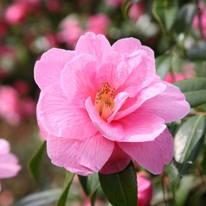 Buy plants online - Online Garden Centre for a wide variety of plants ...