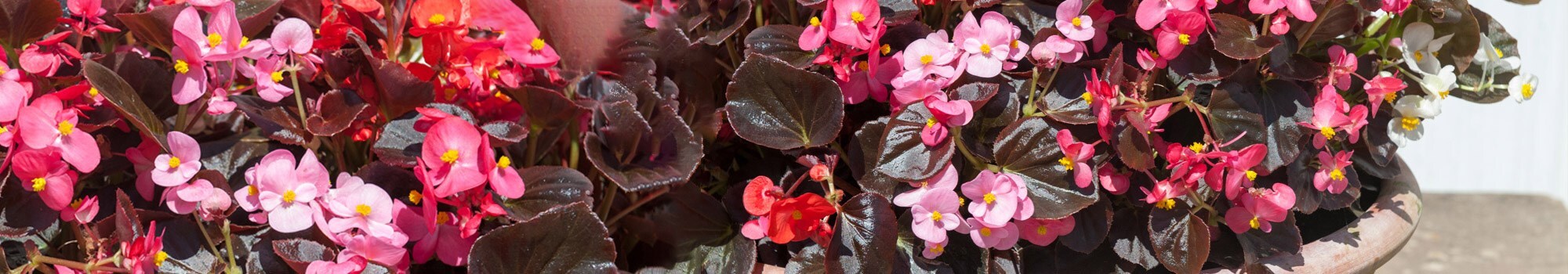 40+20 FREE plug bedding