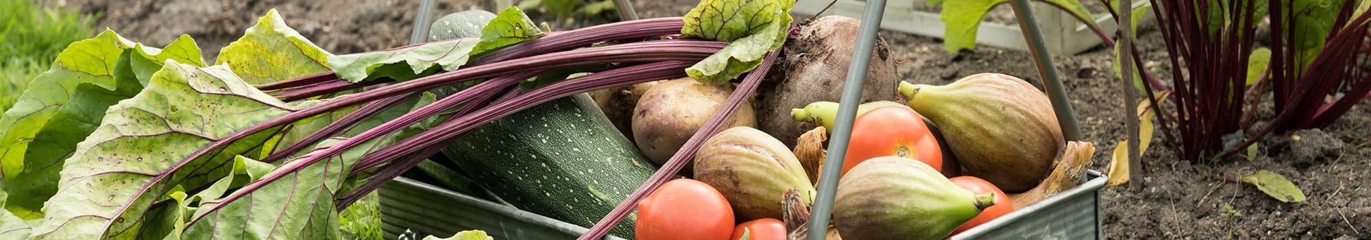 Garden to table goodness