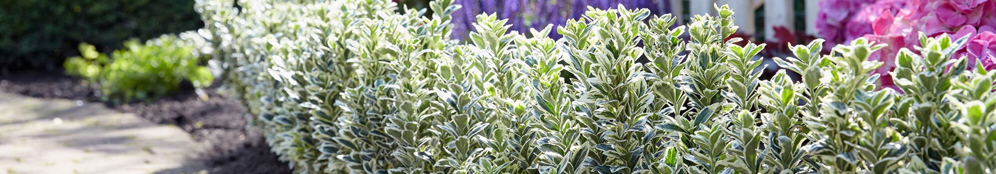 Buy Plants Online Online Garden Centre For A Wide Variety Of Plants Garden Tools Furniture And Equipment