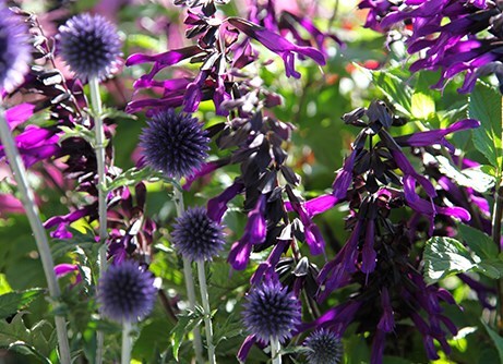 Buy plants online - Online Garden Centre for a wide variety of plants