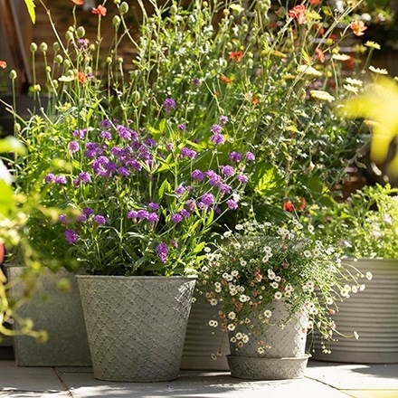 Buy plants online - Online Garden Centre for a wide variety of plants