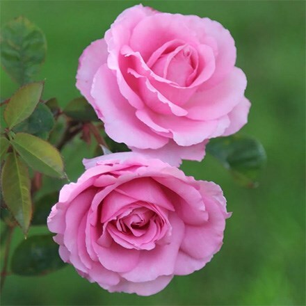 A rose for every garden