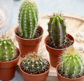 Cacti & succulents plants