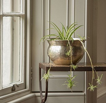 Hanging & trailing indoor plants