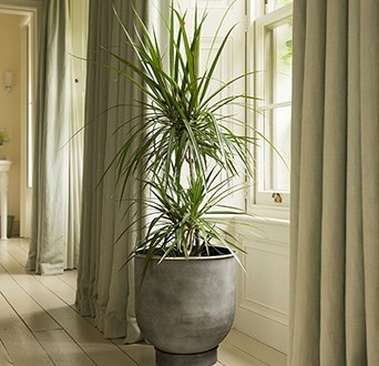 Indoor plants for living spaces
