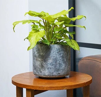 Indoor plants for an office
