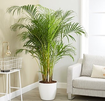 Indoor Plants | House Plants & Office Plants from Crocus