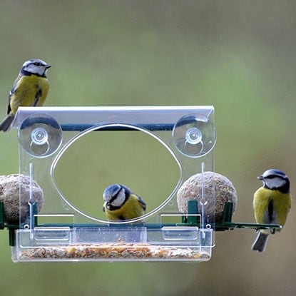 Birds & wildlife