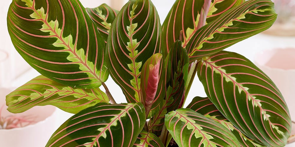 House plants