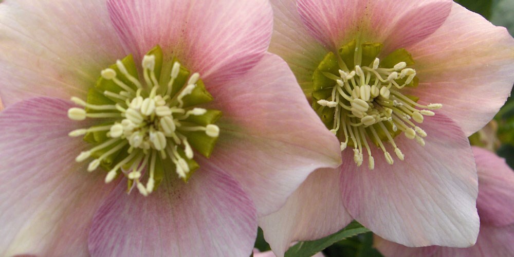 Perennials