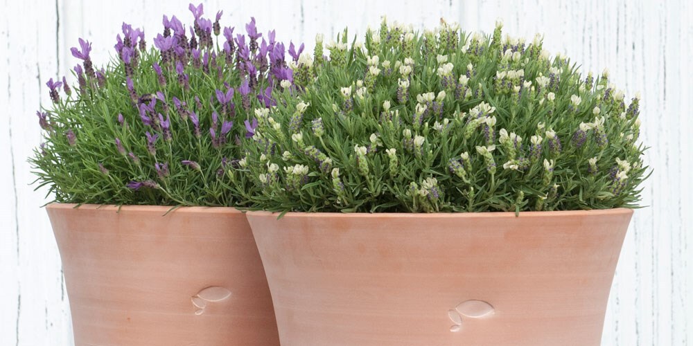 Pots & containers