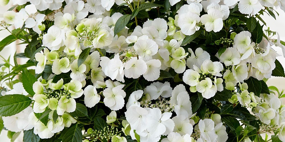 Shrubs