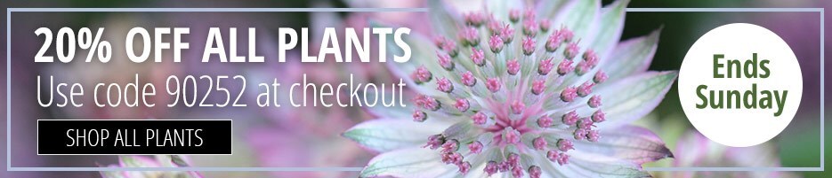 20% off all plants