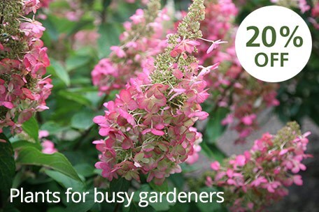 Plants for busy gardeners - 20% off