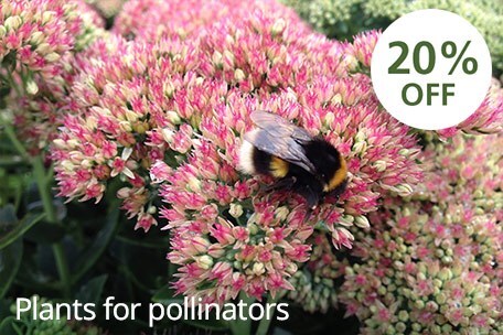 Plants for pollinators - 20% off