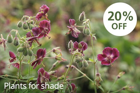 Plants for shade - 20% off
