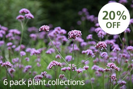 6 pack plant collections - 20% off