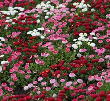 Bedding plants