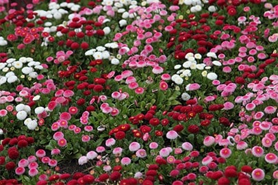 Autumn bedding