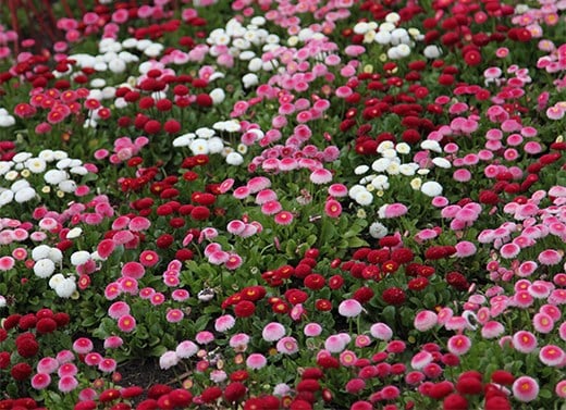 Autumn bedding