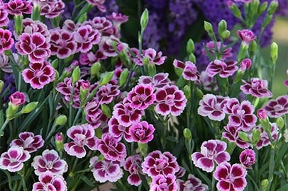 Autumn bedding