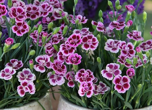 Autumn bedding