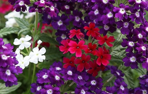 9cm bedding