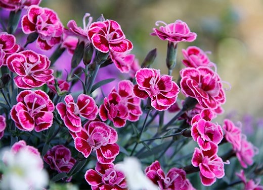 Bedding plants clearance