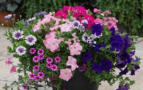 Bedding plants