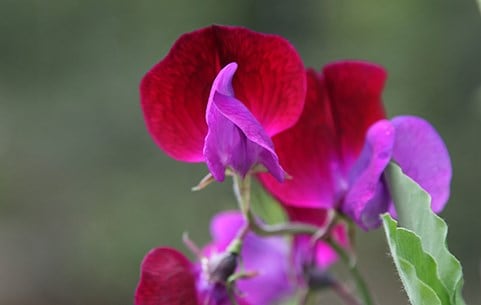 Sweet peas