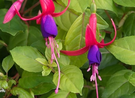 Bloomers in October