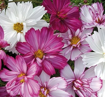 Bedding plants