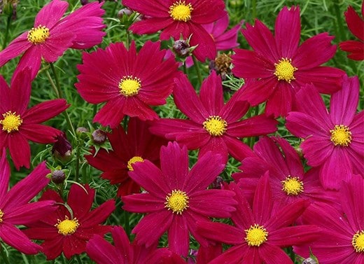 Bedding plants