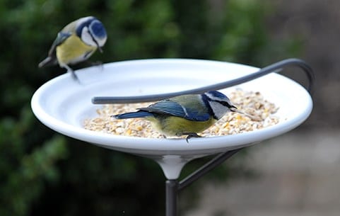 Bird baths & tables