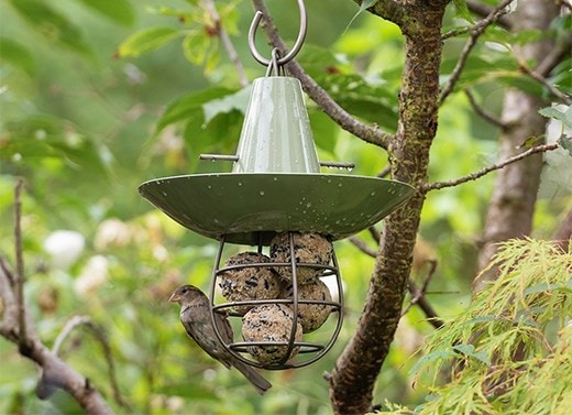 Bird care & wildlife