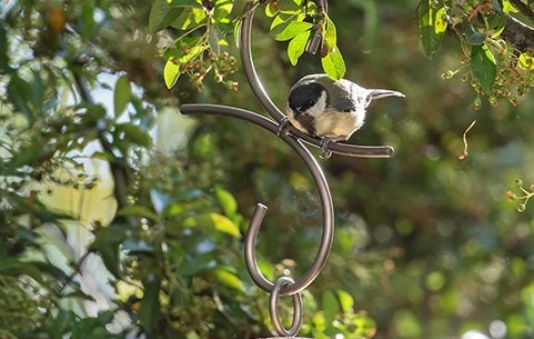 Bird care & wildlife