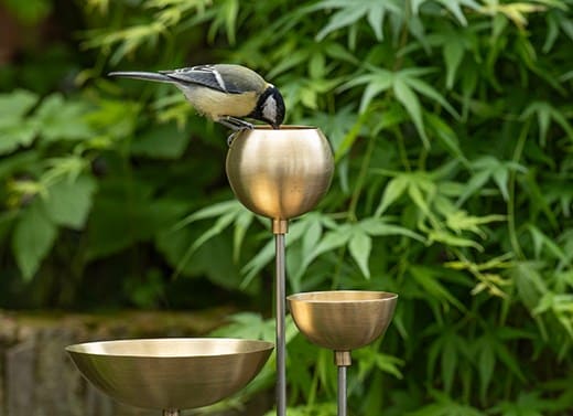 Birdcare and wildlife