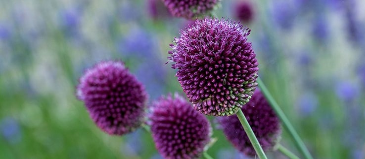 Allium bulbs