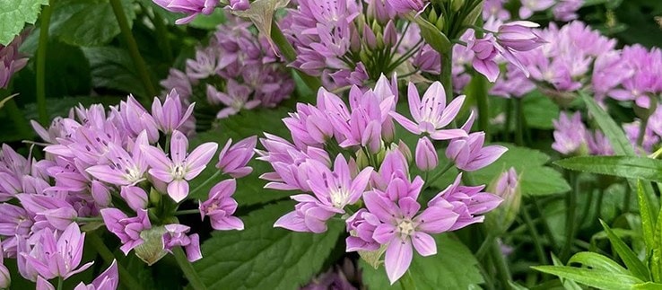 Allium bulbs